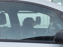 Just a dog parking his car