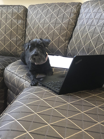 Just a dog working on her thesis move along