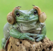 Just a frog listening to some music