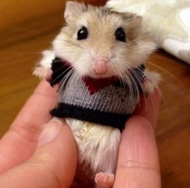 Just a hamster in a sweater