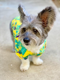 Just a little dog in a hawaiian shirt