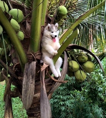 Just a little doggy getting high and what kind of plants are those