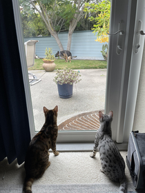 Just a lovely photo of my sisters cats enjoying the view of my backyard