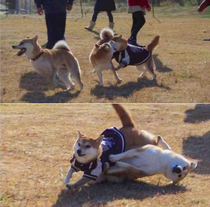 Just a normal day