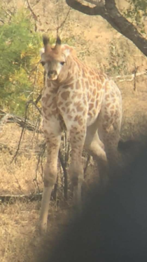 Just a normal giraffe