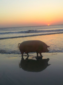 Just a romantic pigture