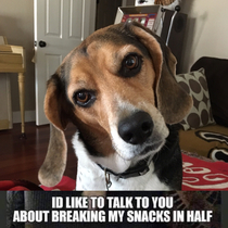 Just a sassy beagle