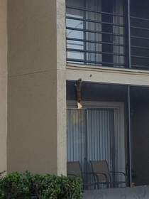 Just a squirrel hanging off of its two back paws holding a slice of pizza