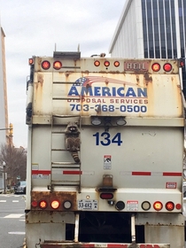 Just a trash raccoon doing trash raccoon things