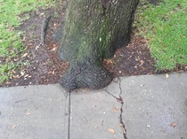 Just a tree teabagging the sidewalk
