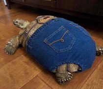 Just a turtle wearing jeans