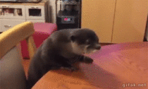 Just an otter day 