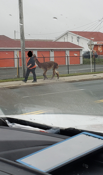 Just another ordinary day people out walking their Llamas