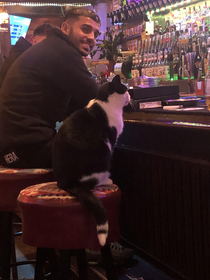 Just casually smoking and drinking at Wonder Bar in Amsterdam tonight and I look to my right and see this cat chilling at the bar waiting for a drink