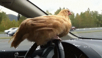 Just driving chicken