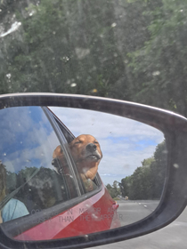 Just enjoying his car ride 