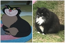 Just found out that the cat from Cinderella lives on my block