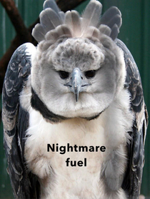 Just learned about harpy eagles
