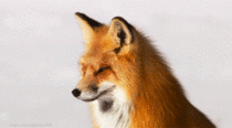 Just look at this majestic fox and then get back to your Internet surfing