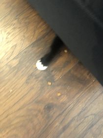 Just moved and our cat refuses to get out from under the couch At least he is eating something