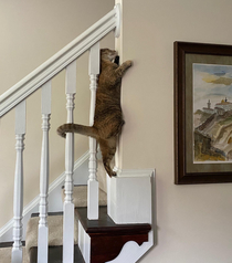 Just my cat stuck in the staircase