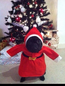Just my friends dog in a Santa outfit
