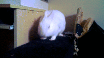 Just my pet rabbit having a yawn