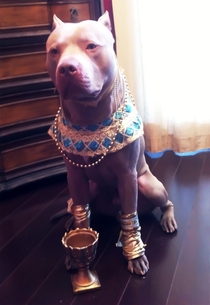 Just my Pittbull dressed as King Tut
