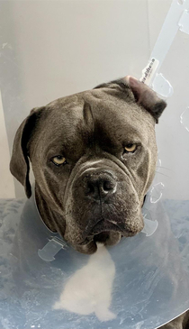 Just out of surgery and fitted with a cone of not amused