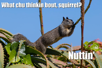 Just squirrel things