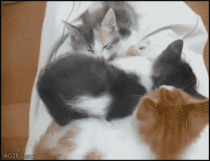 Just the best cat gif I have ever seen
