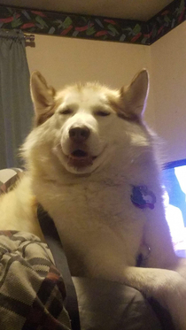 Just told my dog a funny joke