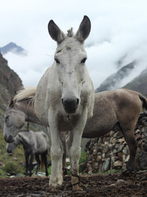 Just two donkeys staring at each other