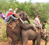 Just two elephants enjoying during safari