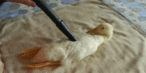 Just vacuuming a duck