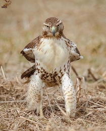 Juvenile red tailed hawk