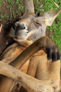Kangaroo at ease 