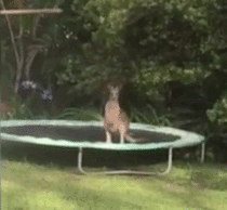 Kangaroo on trampoline underestimates the power of his jump