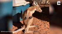 kangaroo scratch 