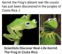 Kermit the Frog finally located in Costa Rica