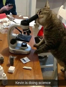 Kevin is doing science