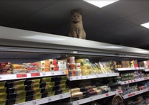 Khajiit has wares if you have coin