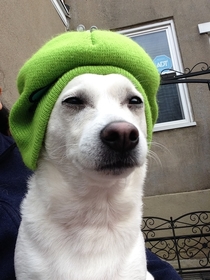 Kid put hat on dog turned dog into guy with the hookup