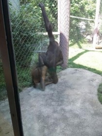 Kids first trip to the zoo