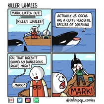 Killer Whales 
