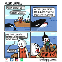 Killer Whales