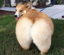 Kim Corgdashian