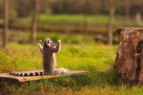 King Julien is real