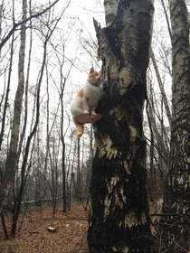 King of the forest