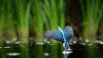 Kingfisher catching a fish